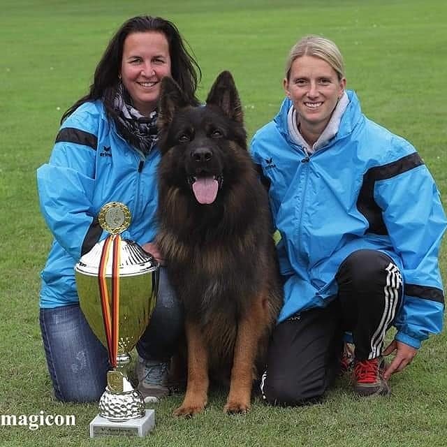 chiot Berger Allemand Poil Long Von Angelius Team