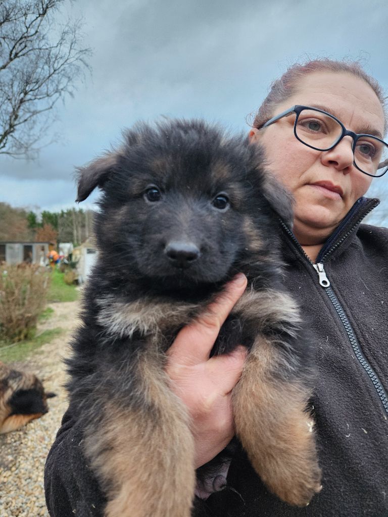 Von Angelius Team - Chiot disponible  - Berger Allemand Poil Long