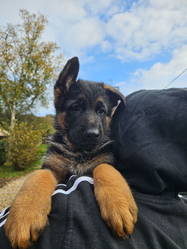 Von Angelius Team - Chiot disponible  - Berger Allemand