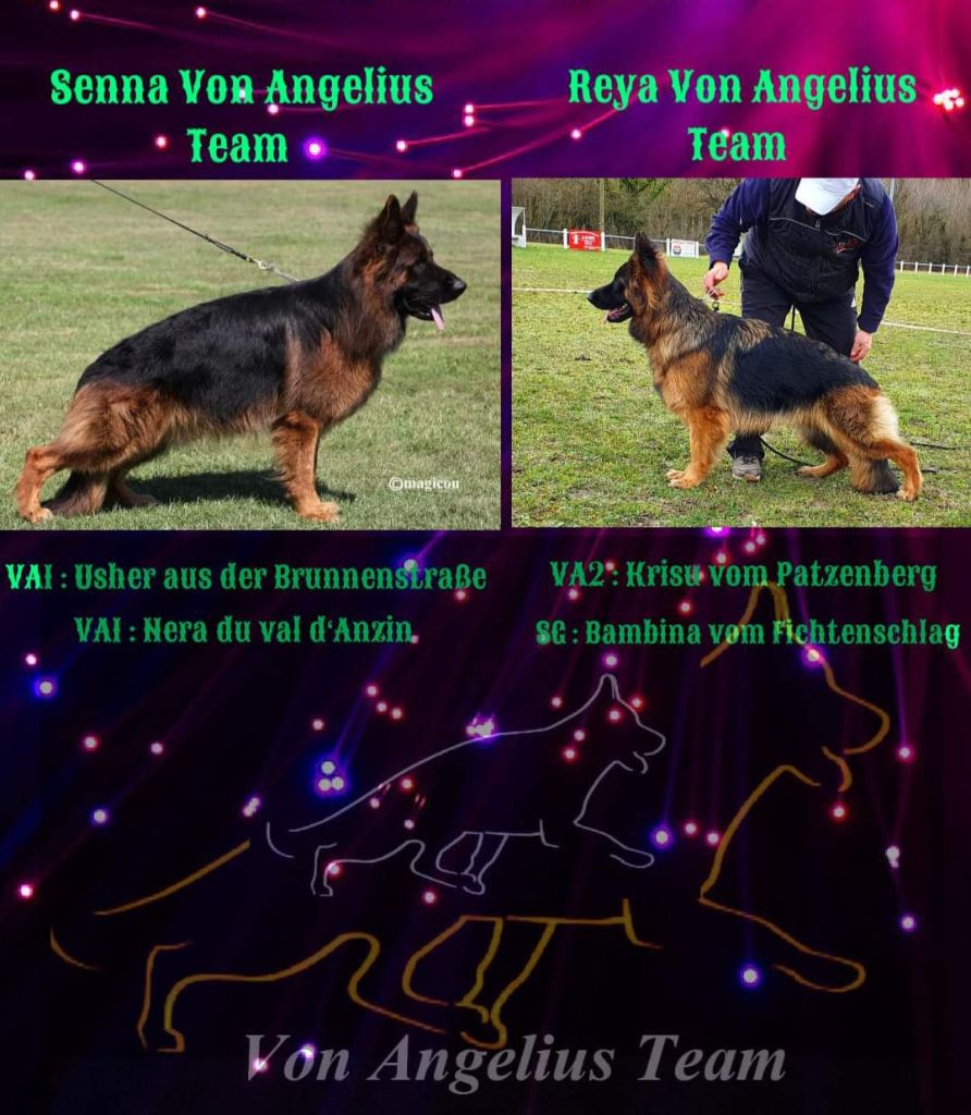 chiot Berger Allemand Poil Long Von Angelius Team