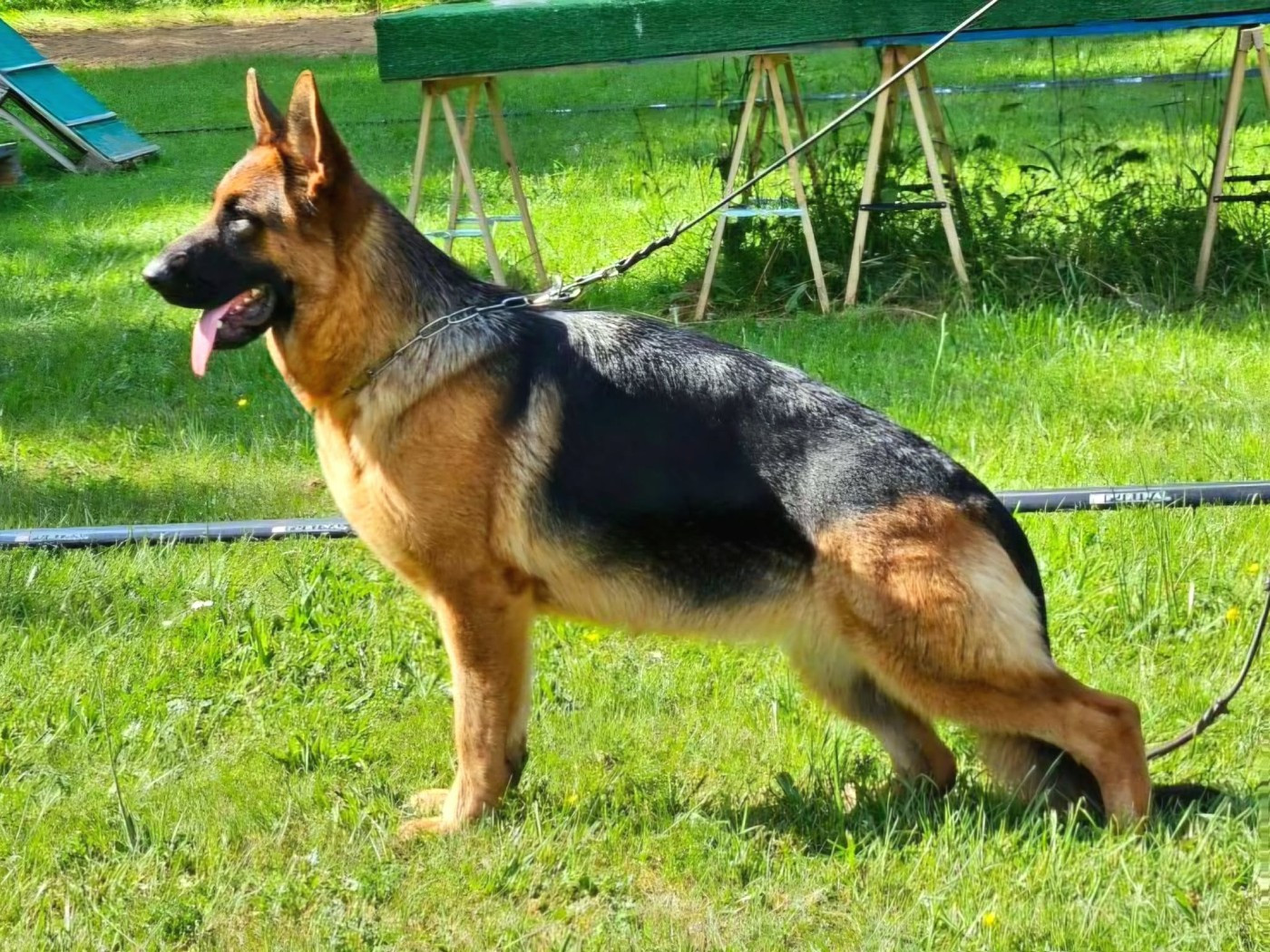 Siana Von Angelius Team