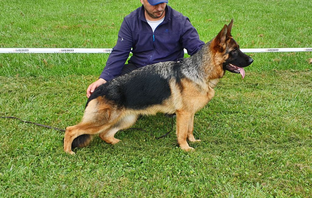 Shelby du val d' anzin