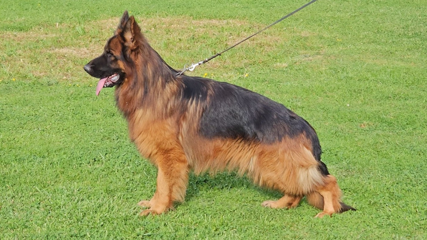 Vigo Von Angelius Team