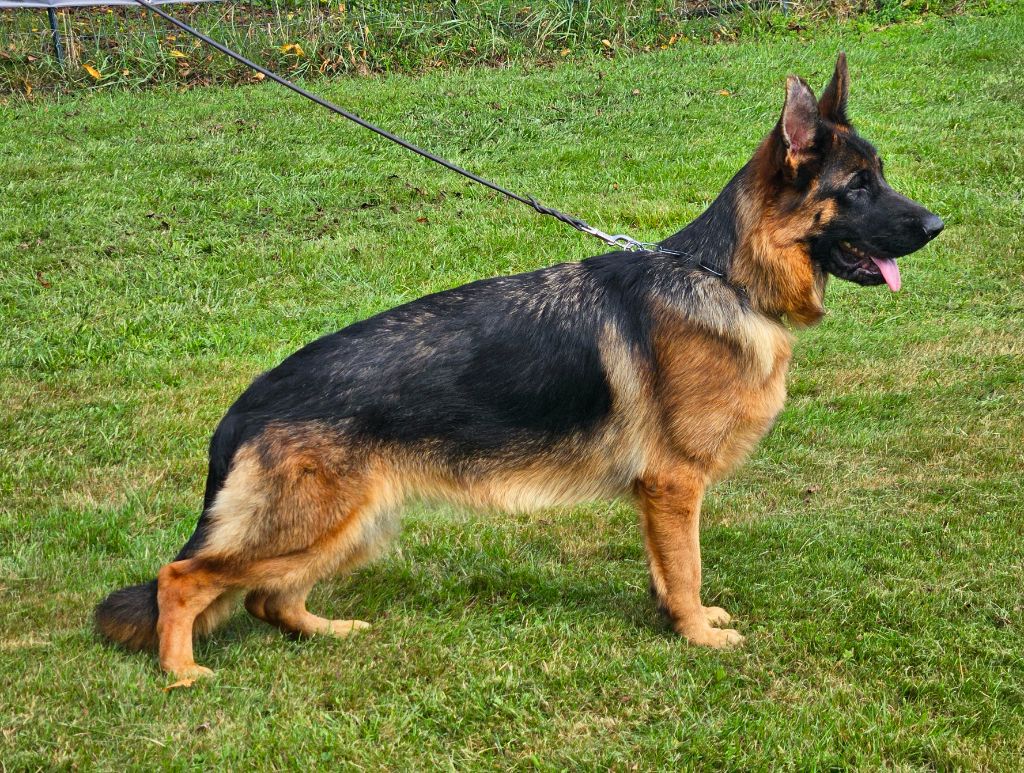 Uria Von Angelius Team