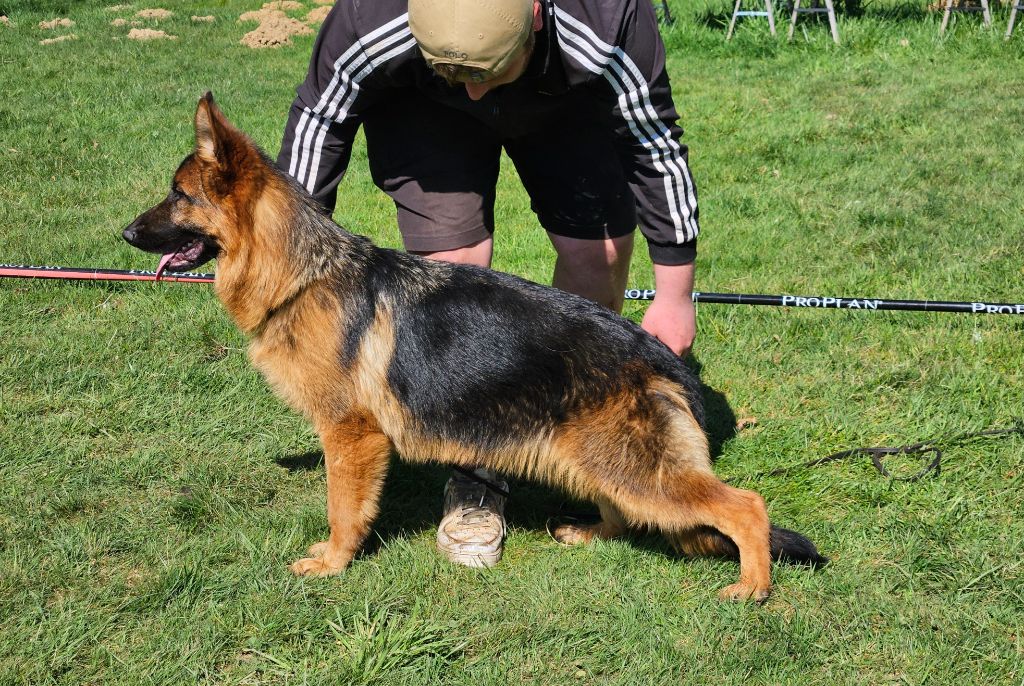 Vera Von Angelius Team