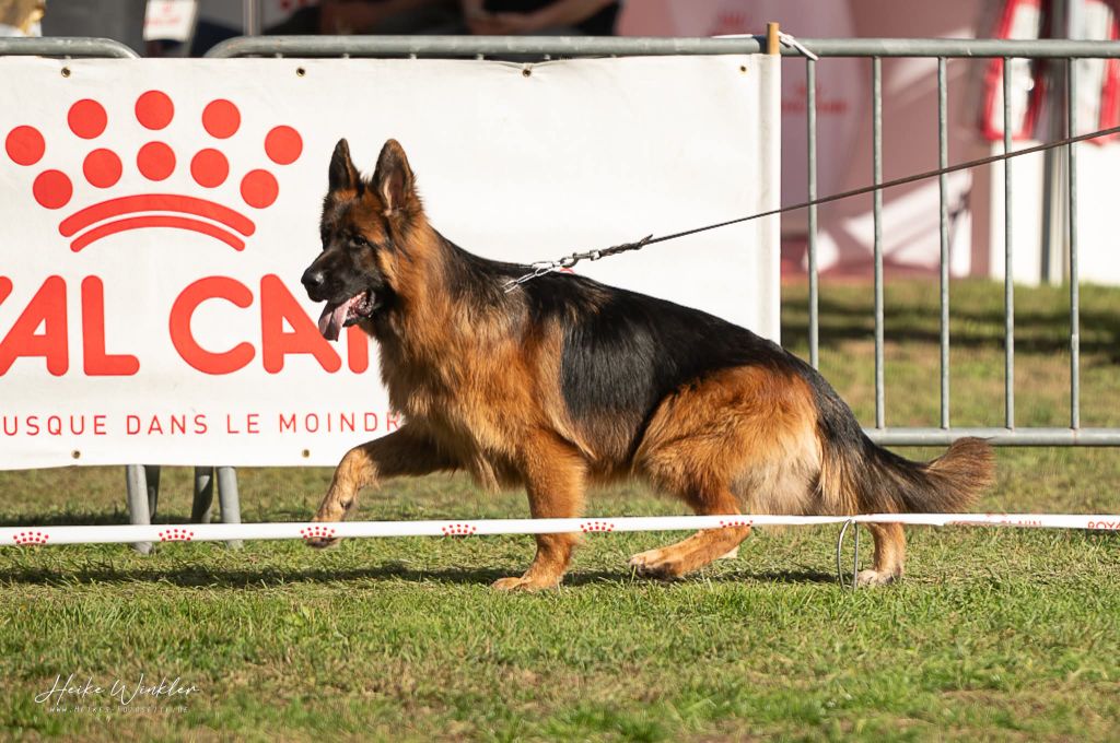 CH. Viko Von Angelius Team