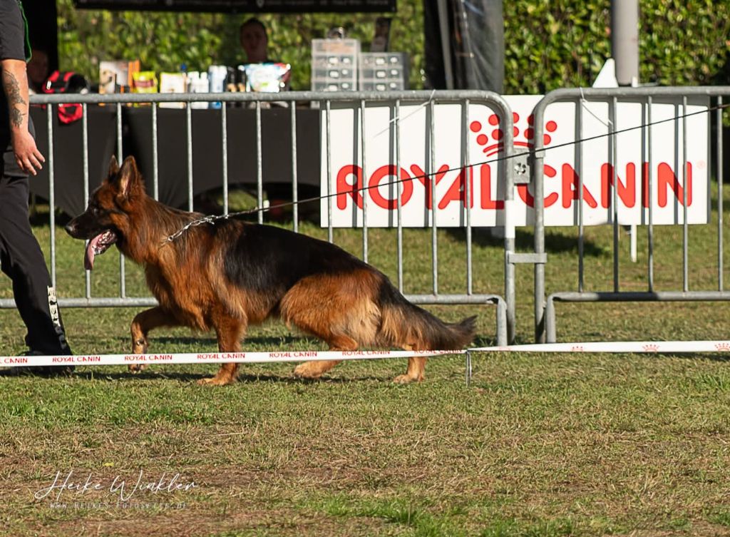 Vigo Von Angelius Team