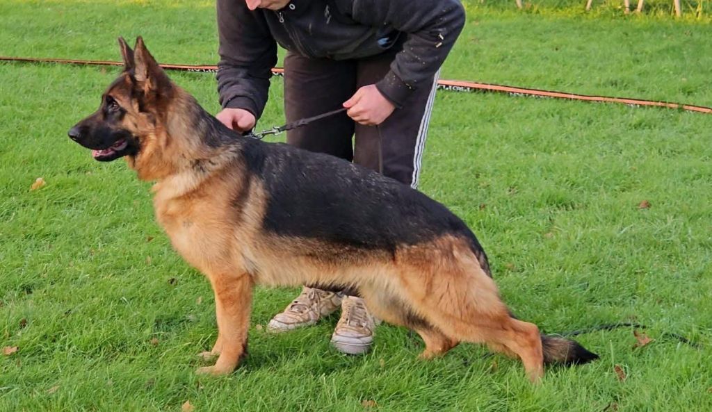 Utha Von Angelius Team