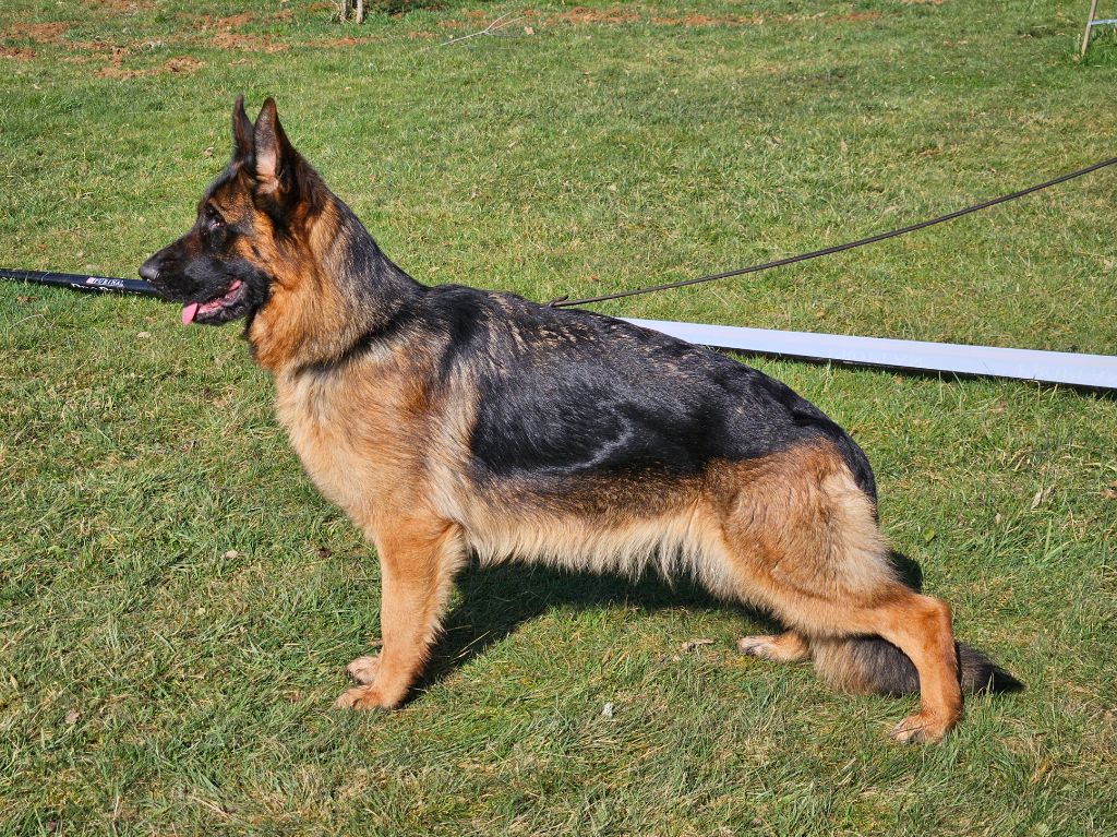 Uefa Von Angelius Team