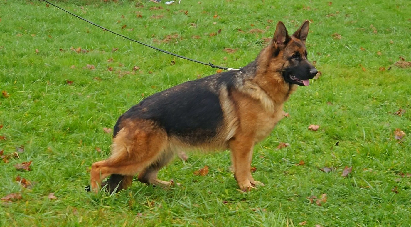 Velma Von Angelius Team