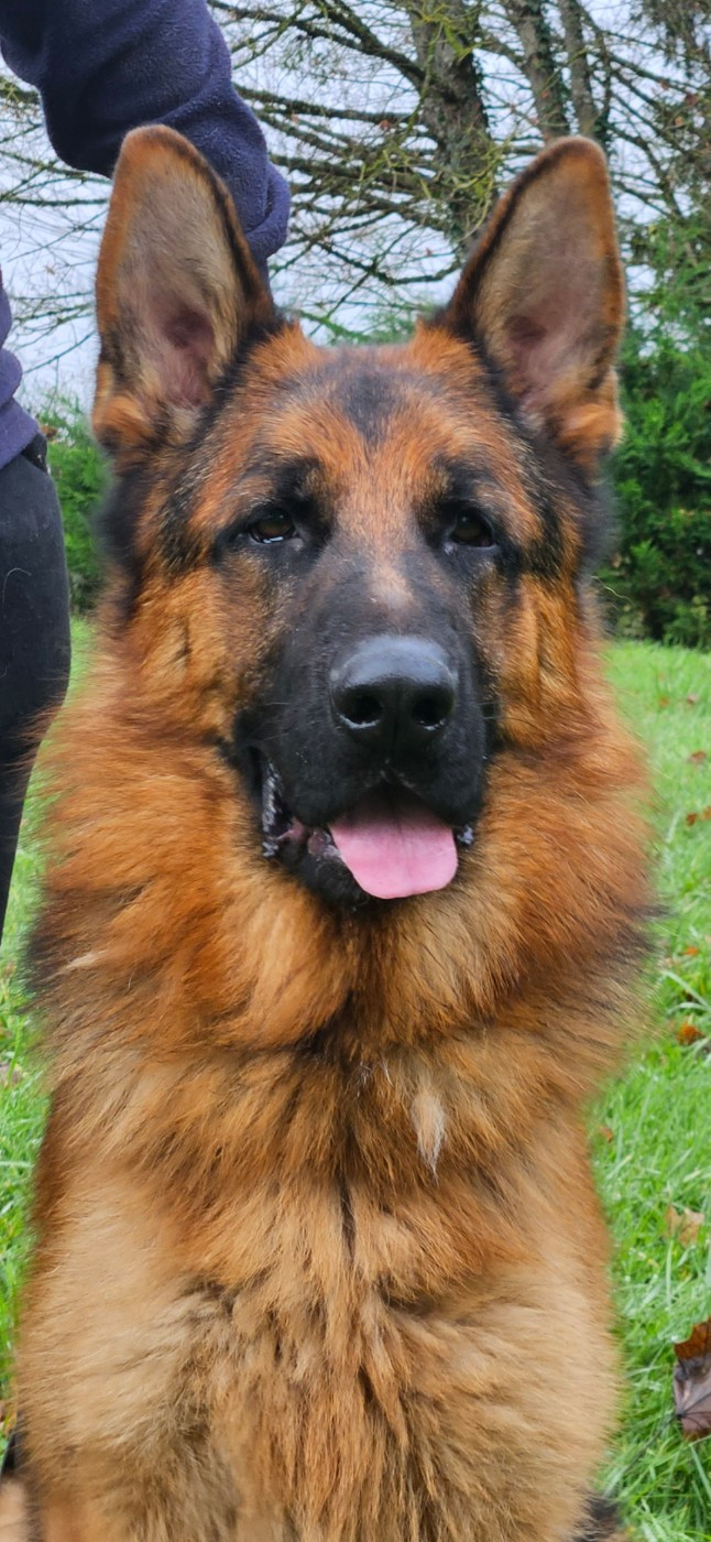 Veyron Von Angelius Team