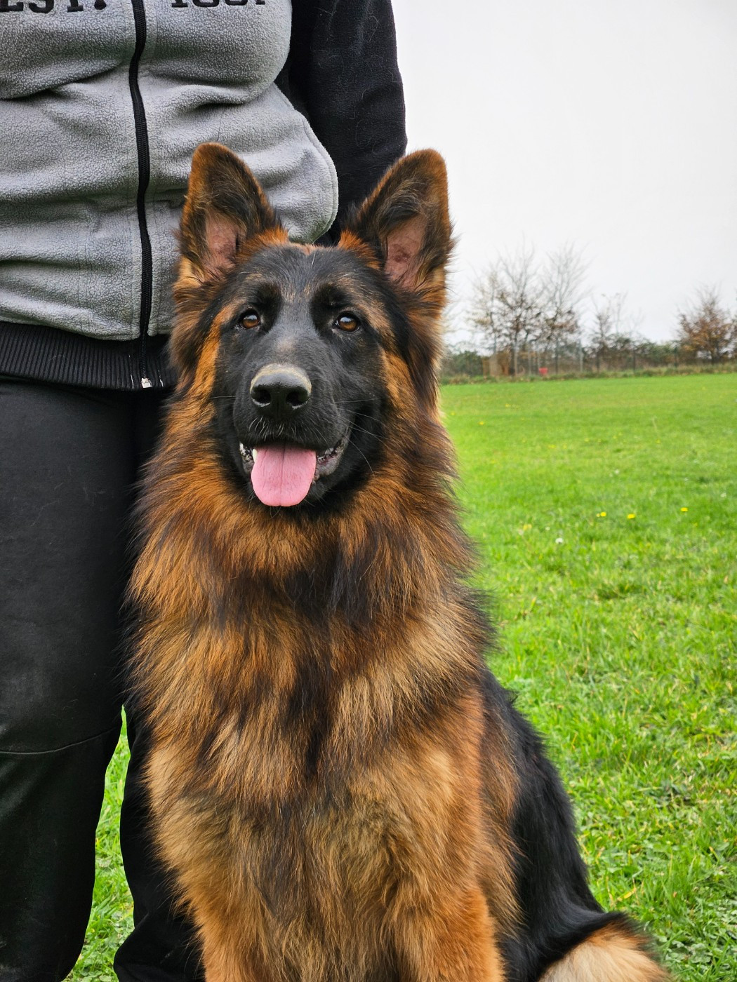 Jeune Mâle poil long à placer !!!