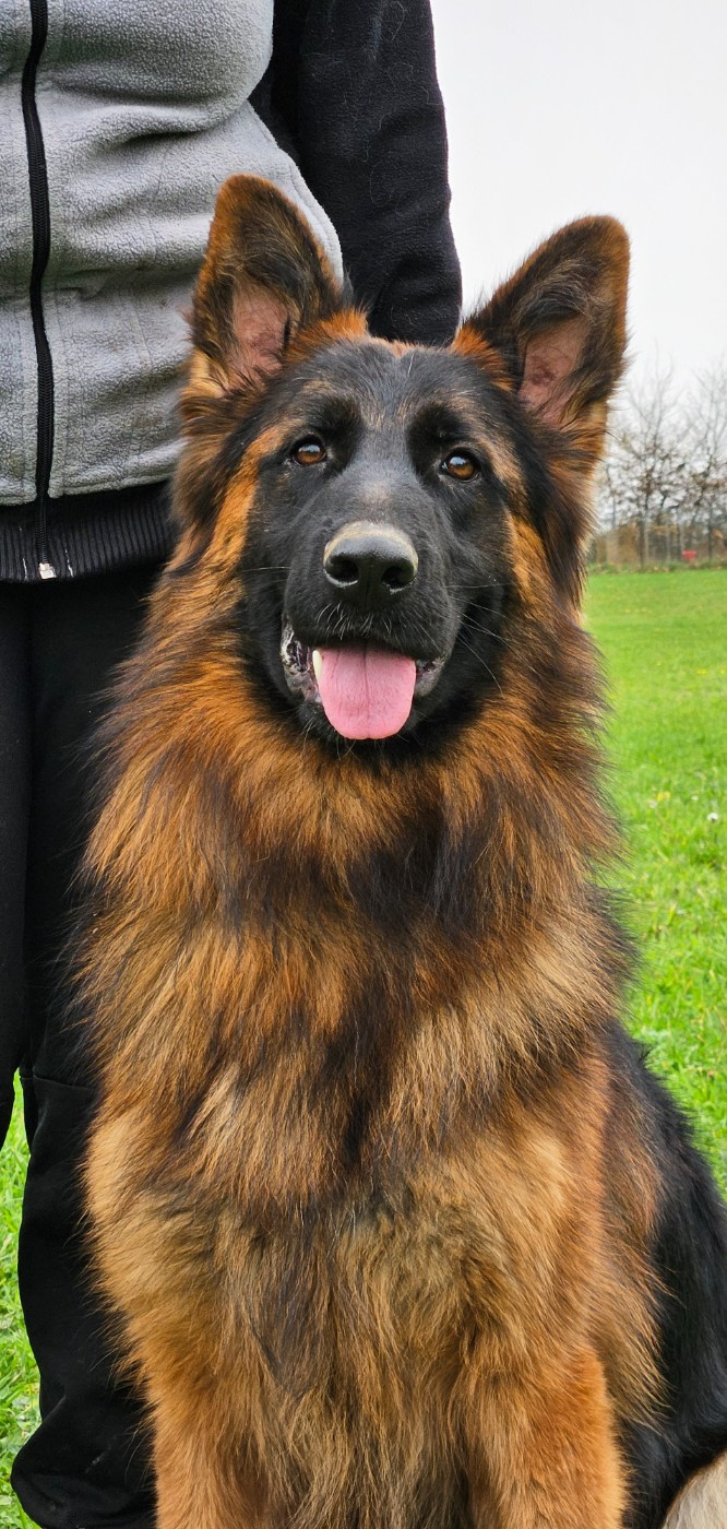 Jeune Mâle poil long à placer !!!