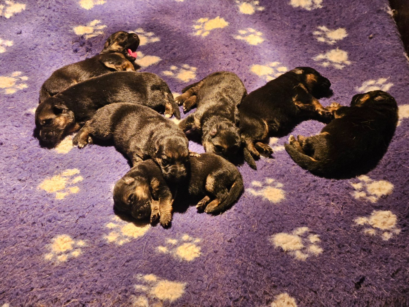 Chiots LOF poil court disponible à la réservation !