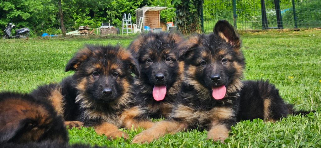 Von Angelius Team - Magnifiques chiots poil long disponibles ! 