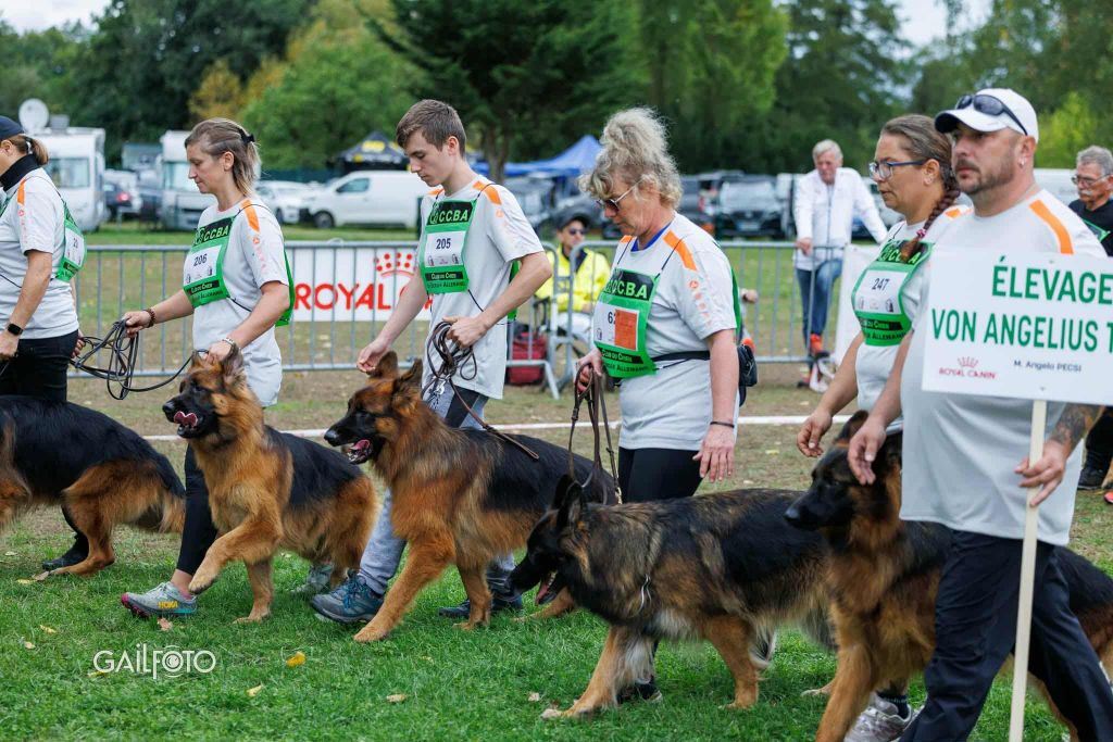 Le Graal - Meilleur Élevage Poil Long 2025 au Championnat de France