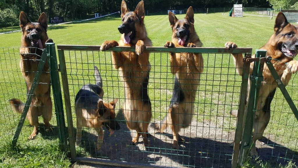 Nos Chiens