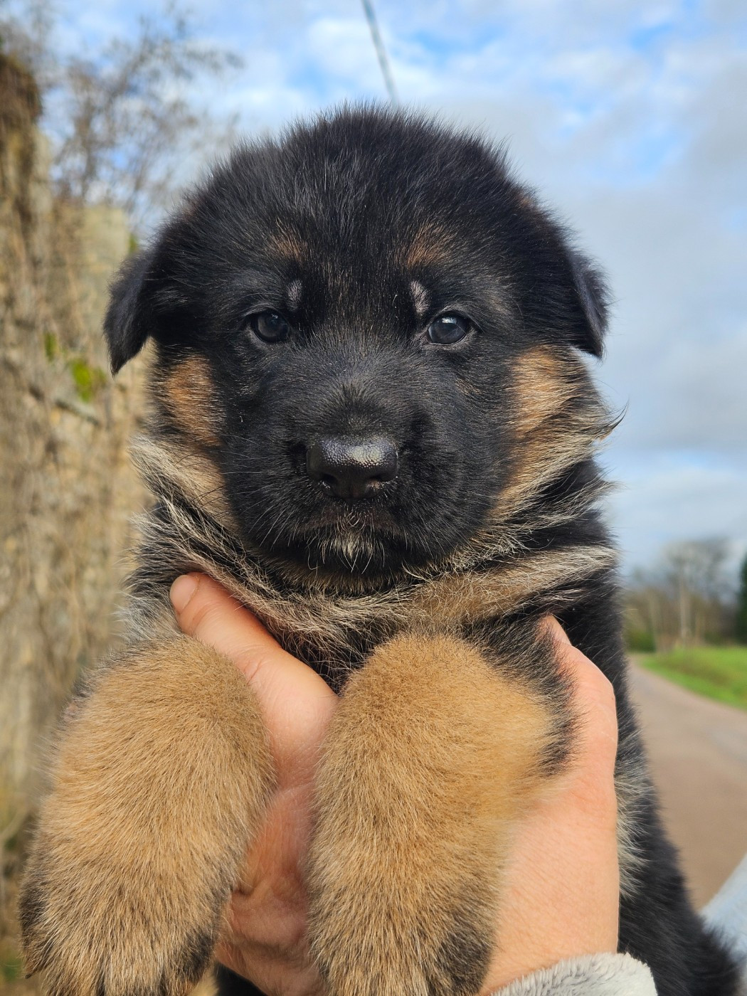 Von Angelius Team - Chiots disponibles - Berger Allemand