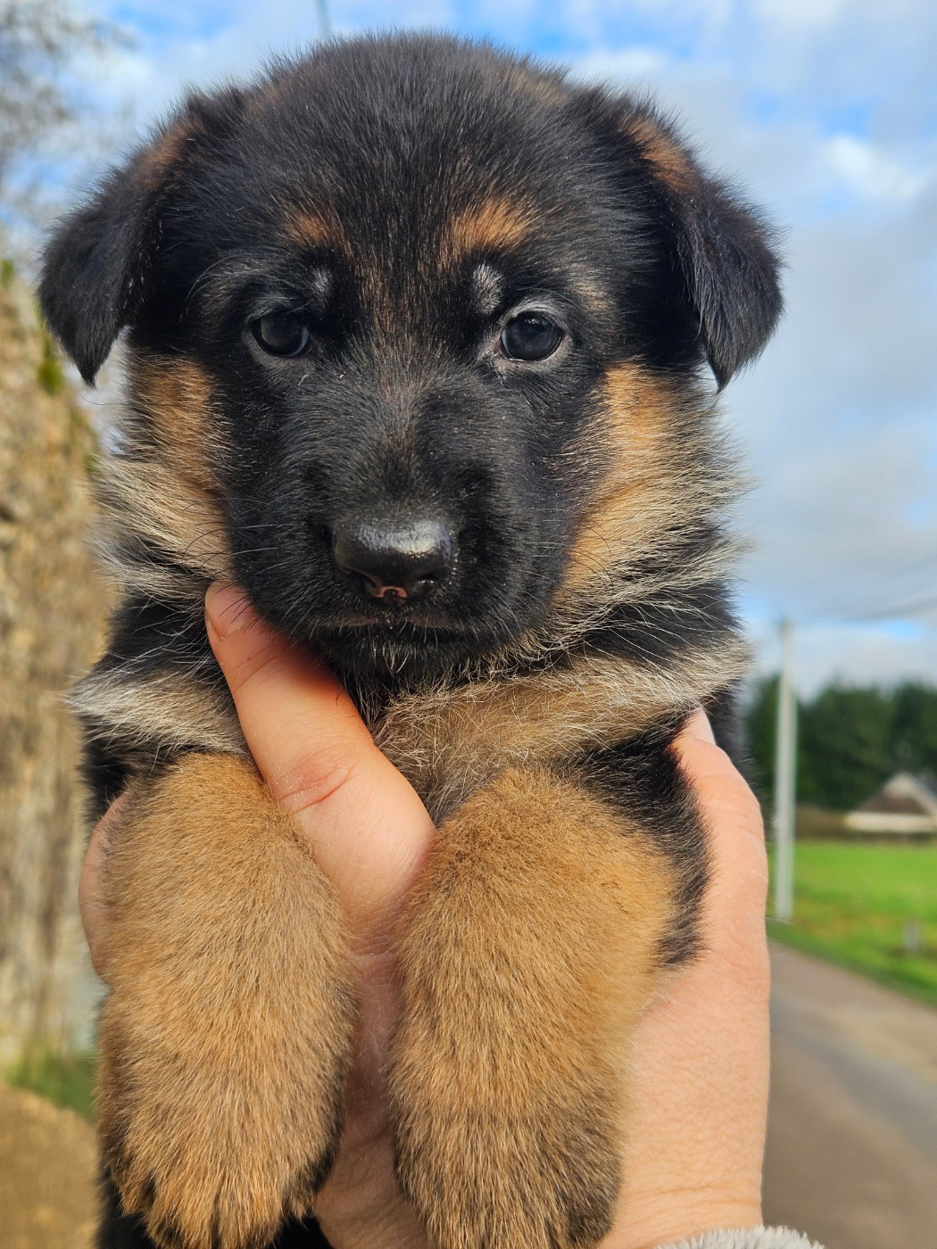 Von Angelius Team - Chiots disponibles - Berger Allemand