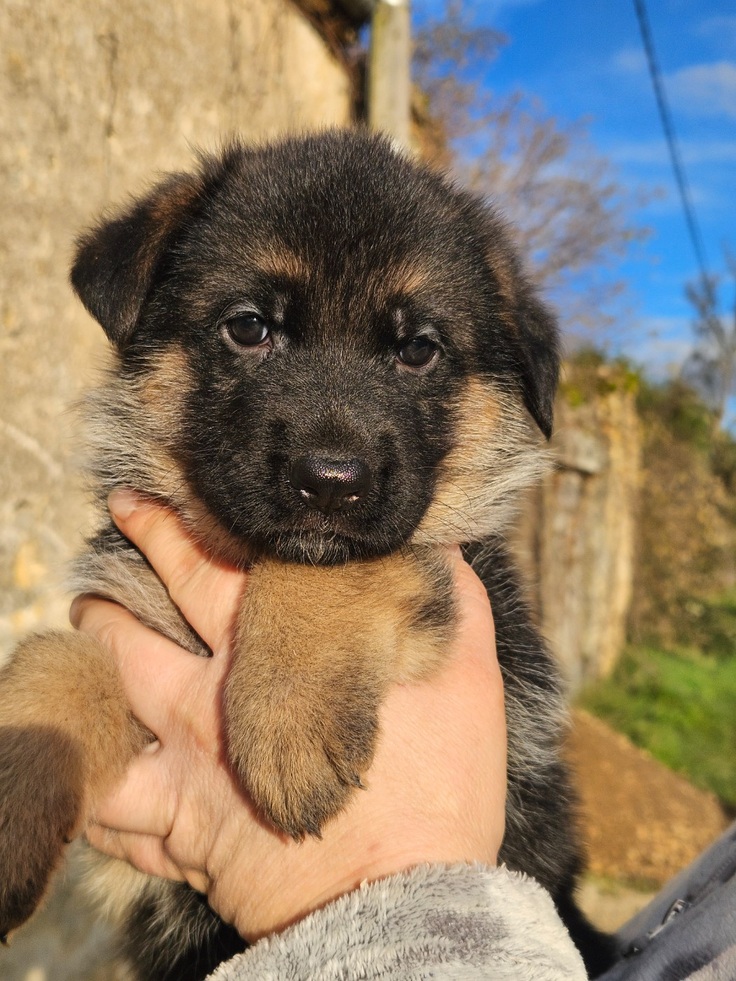 Von Angelius Team - Chiots disponibles - Berger Allemand