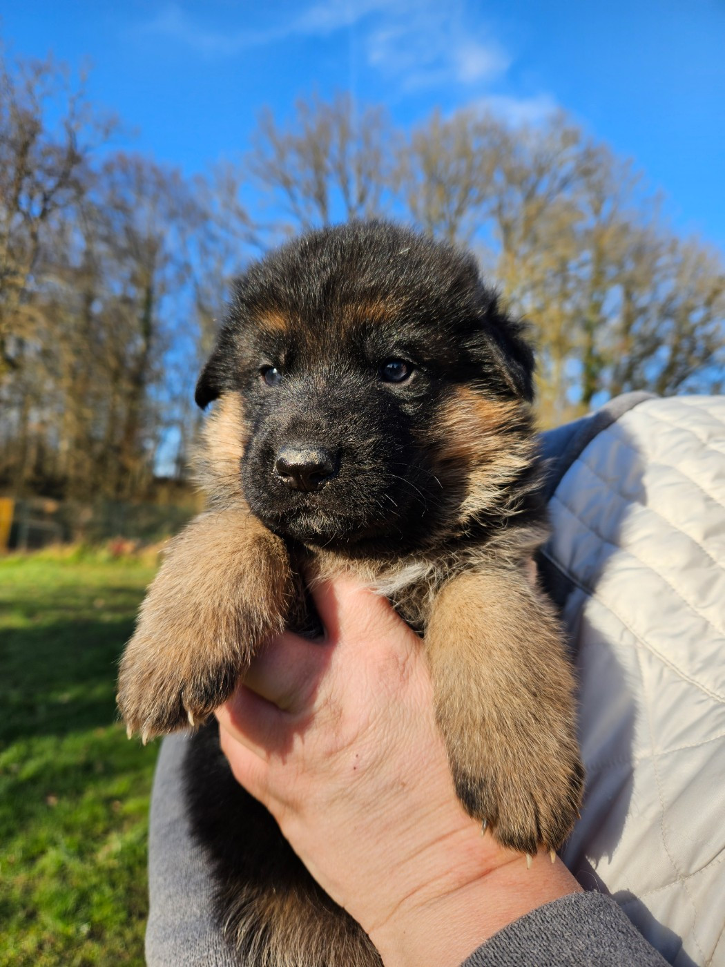 Von Angelius Team - Chiots disponibles - Berger Allemand