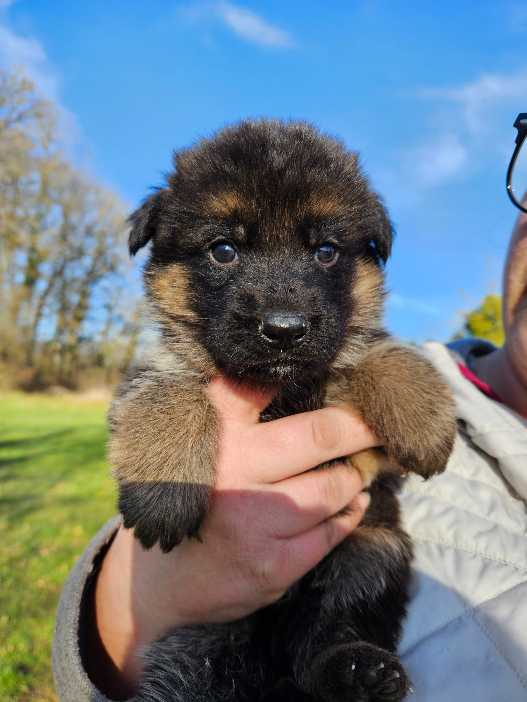 Von Angelius Team - Chiots disponibles - Berger Allemand