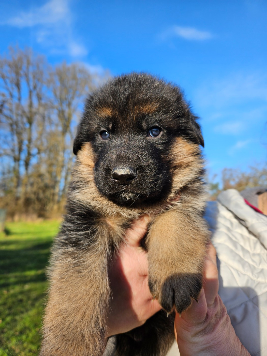 Von Angelius Team - Chiots disponibles - Berger Allemand