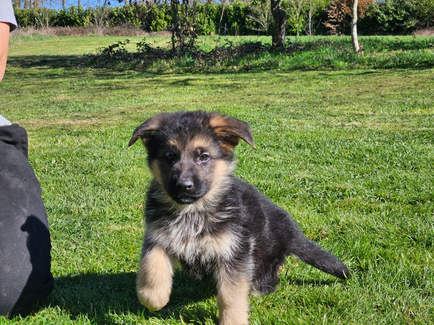 Von Angelius Team - Chiots disponibles - Berger Allemand