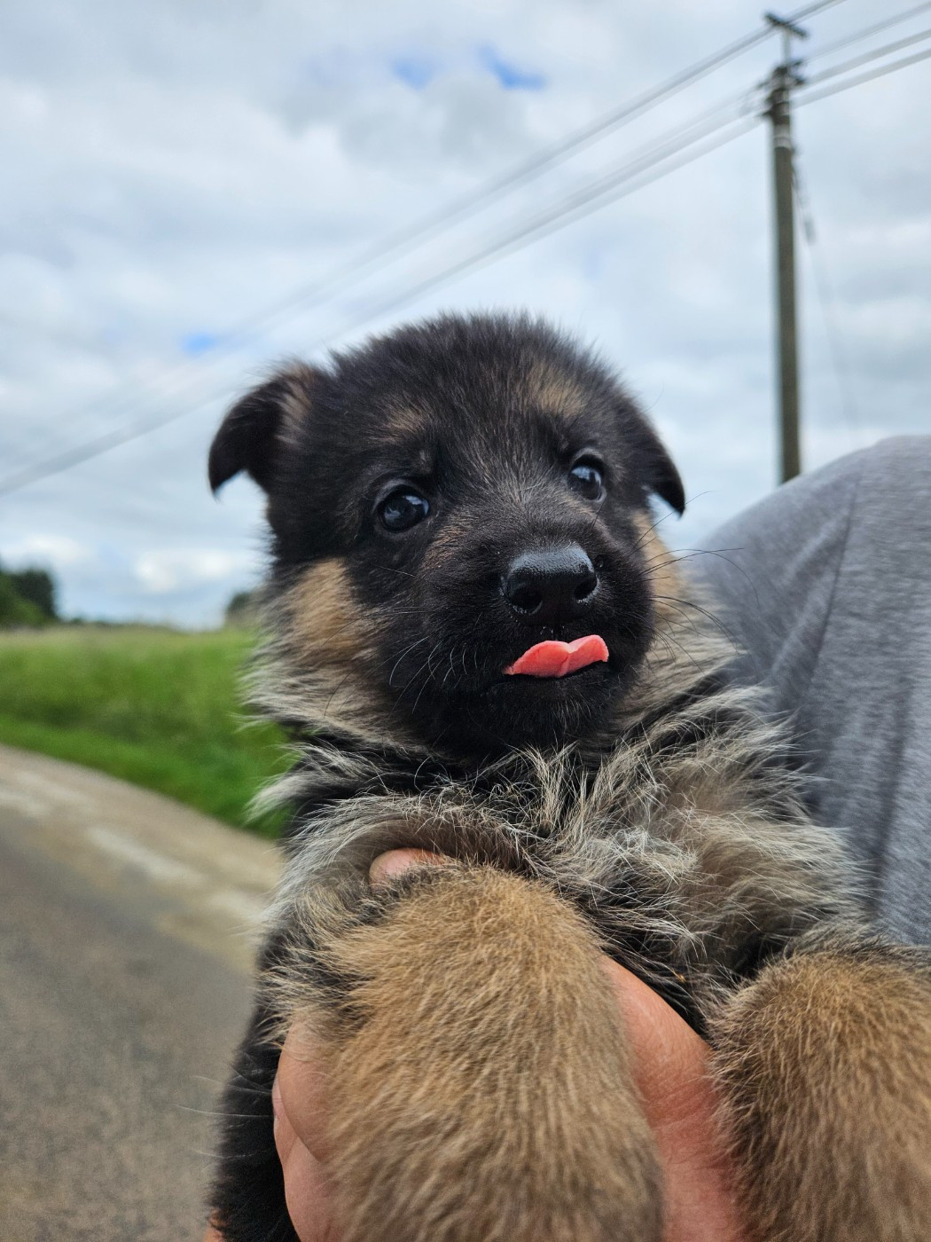 Von Angelius Team - Chiots disponibles - Berger Allemand