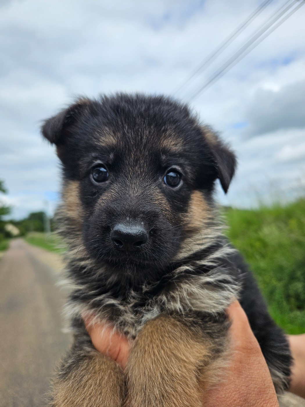 Von Angelius Team - Chiots disponibles - Berger Allemand