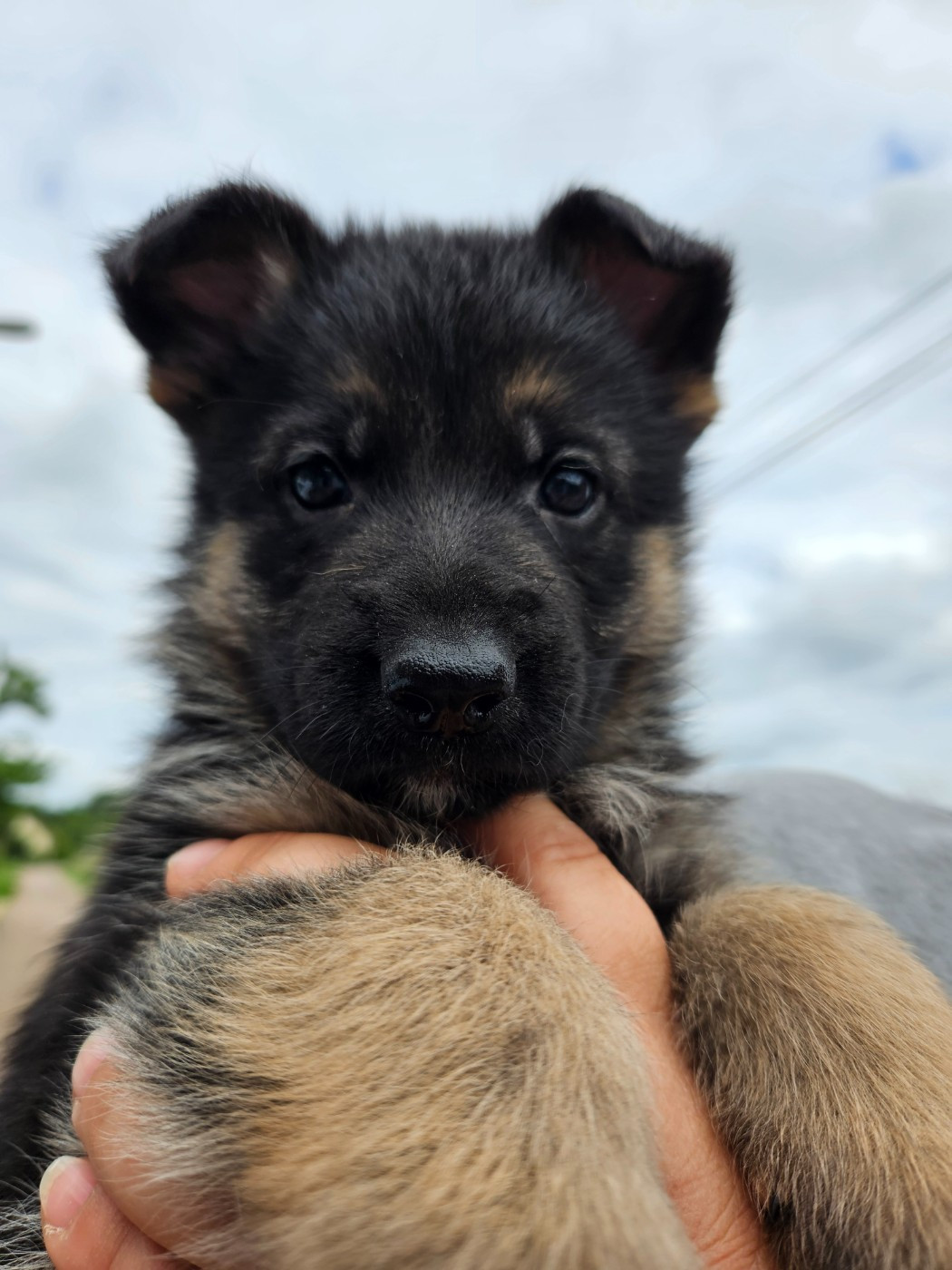 Von Angelius Team - Chiots disponibles - Berger Allemand