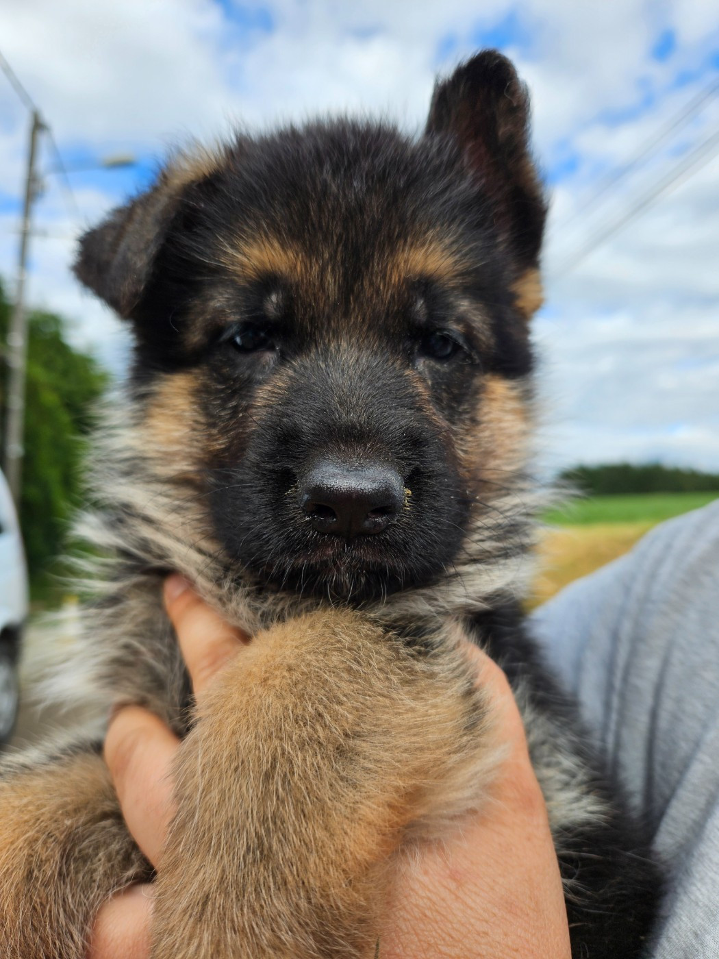 Von Angelius Team - Chiots disponibles - Berger Allemand