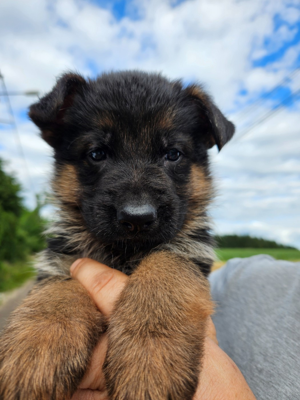 Von Angelius Team - Chiots disponibles - Berger Allemand