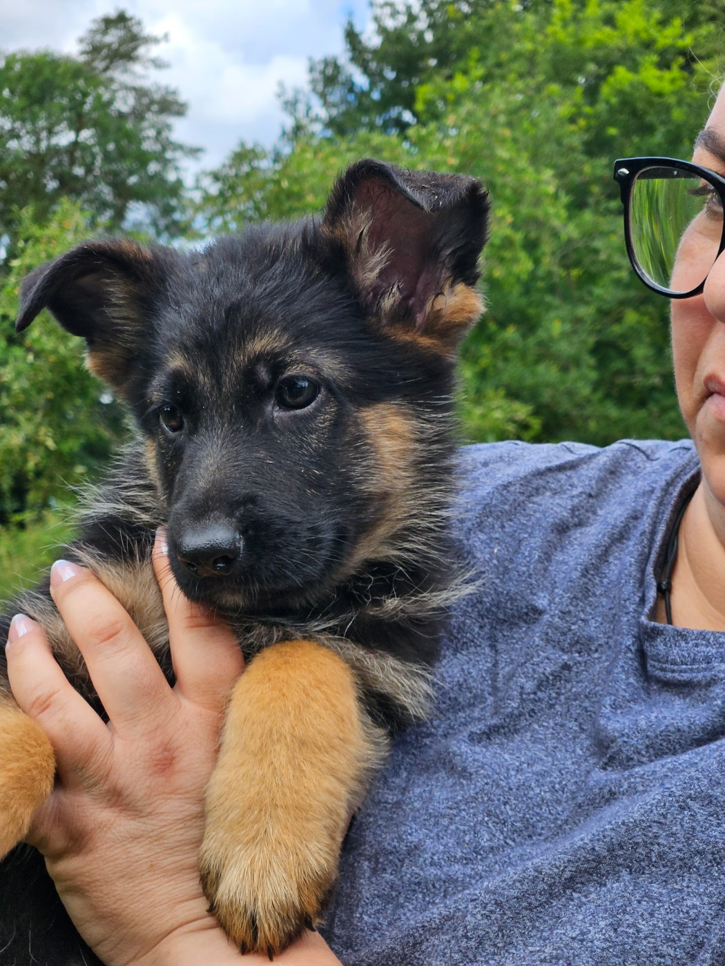 Von Angelius Team - Chiots disponibles - Berger Allemand