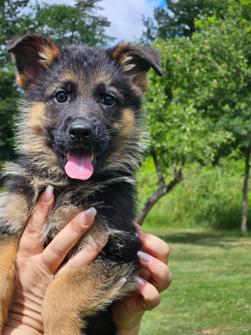 Von Angelius Team - Chiots disponibles - Berger Allemand