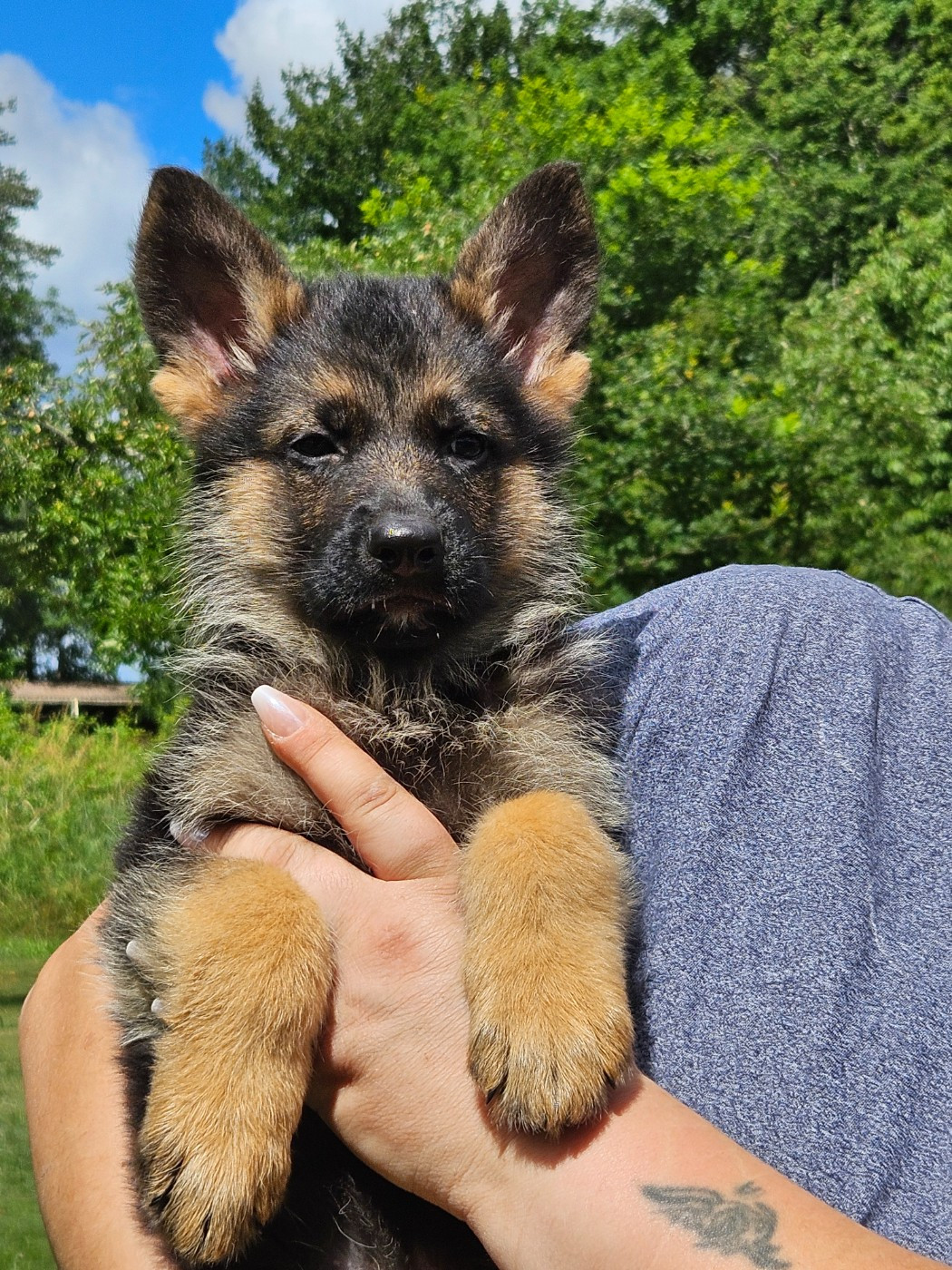 Von Angelius Team - Chiots disponibles - Berger Allemand