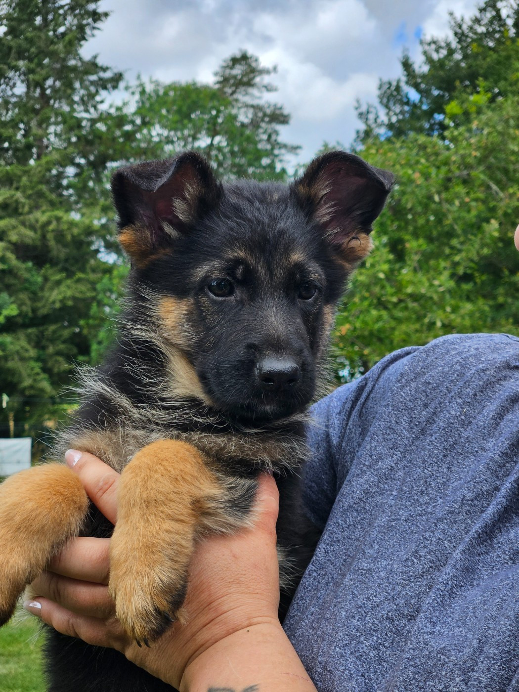 Von Angelius Team - Chiots disponibles - Berger Allemand