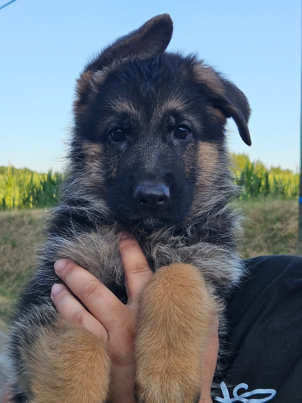 Von Angelius Team - Chiots disponibles - Berger Allemand