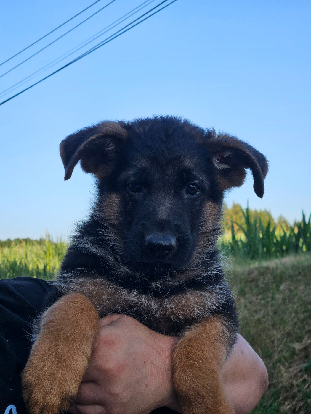 Von Angelius Team - Chiots disponibles - Berger Allemand
