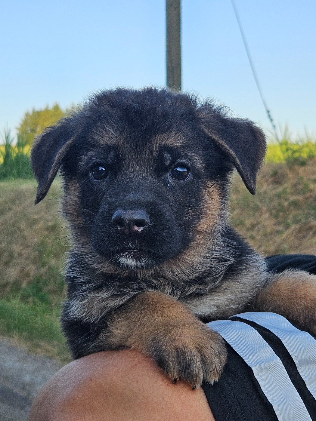 Von Angelius Team - Chiots disponibles - Berger Allemand