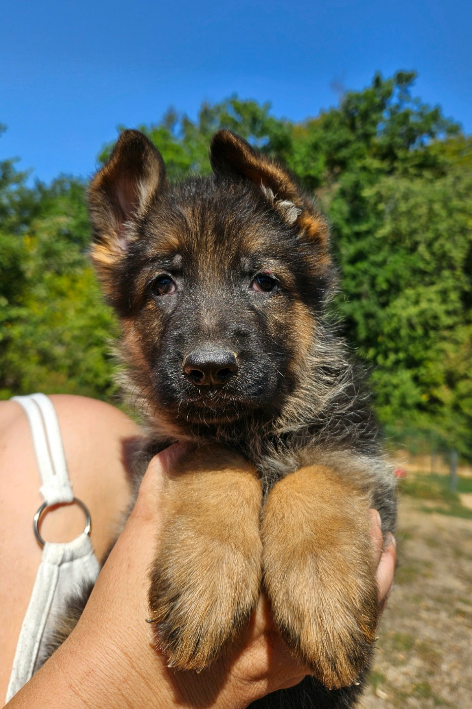 Von Angelius Team - Chiots disponibles - Berger Allemand