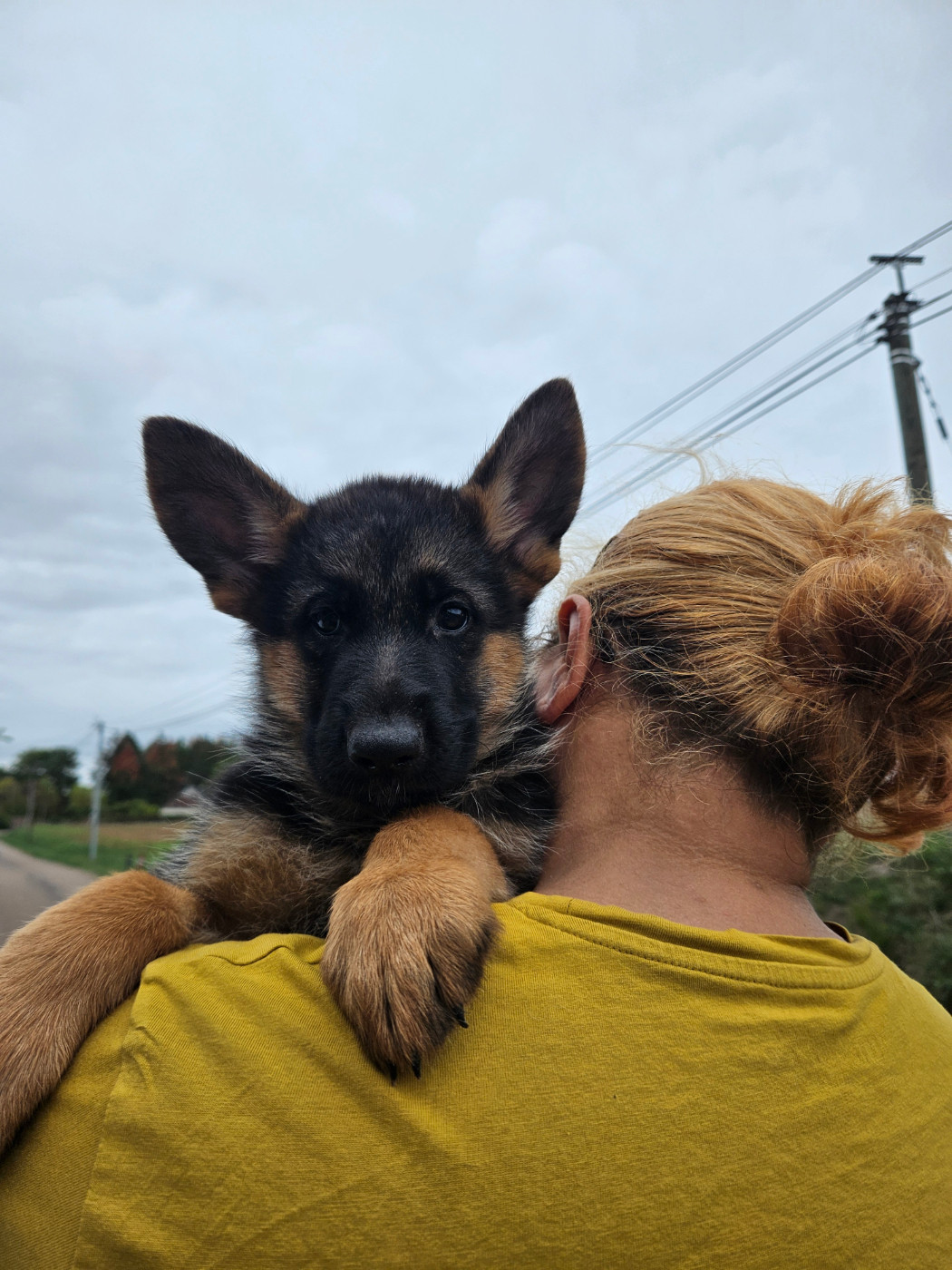 Von Angelius Team - Chiots disponibles - Berger Allemand