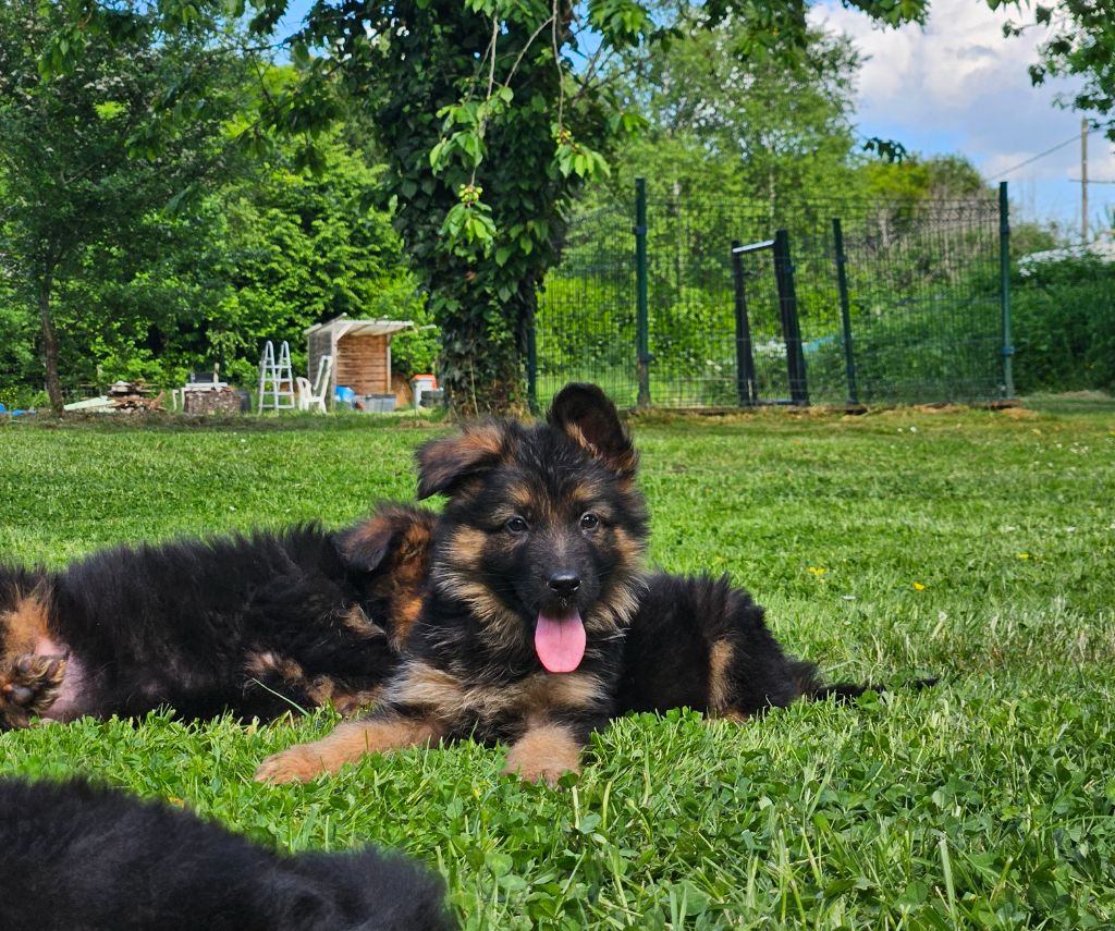 Von Angelius Team - Chiots disponibles - Berger Allemand Poil Long