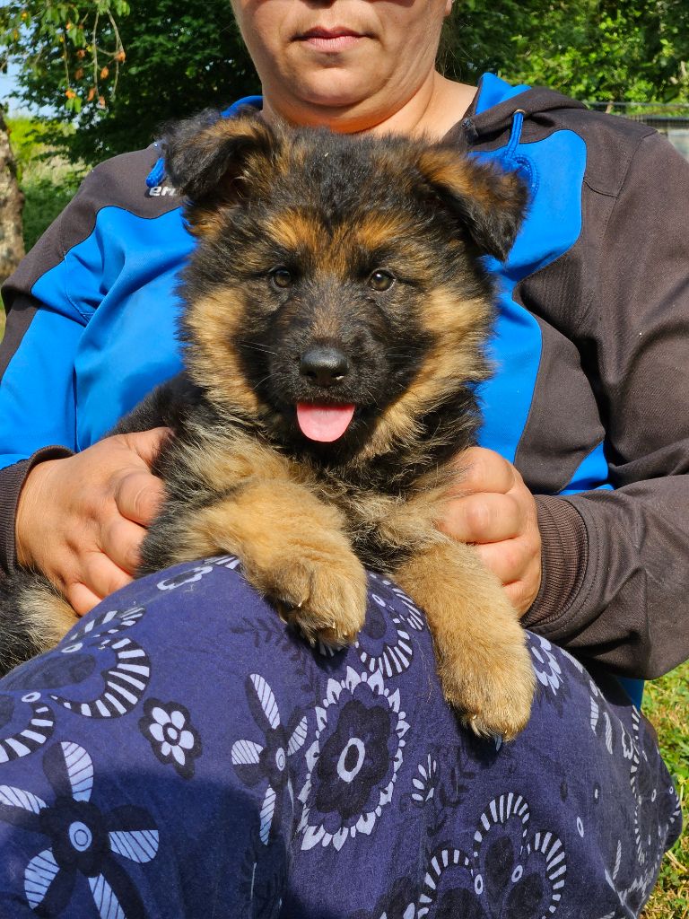 Von Angelius Team - Chiots disponibles - Berger Allemand Poil Long