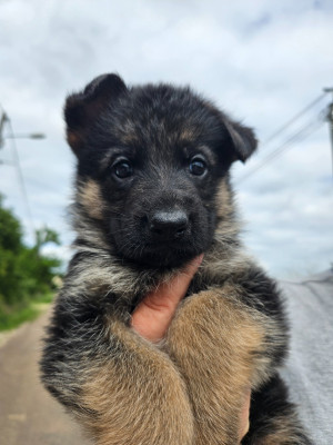 Chiot N°4