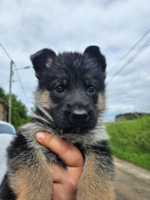 Chiot N°5