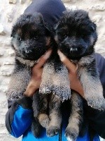 CHIOT