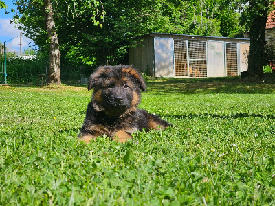 CHIOT 1