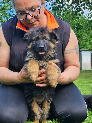 CHIOT 2