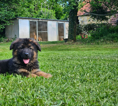 CHIOT 3
